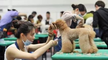 貓咪咖啡館、'云養貓'……寵物經濟為何火熱？