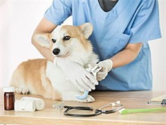 當1元遇到寵物醫(yī)院 是福利還是噱頭？