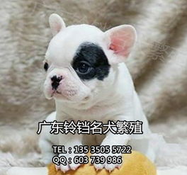 鈴鐺犬舍 專業繁殖法斗幼犬，上門看狗與全面售后保障的安心之選